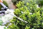 Why Do Gardeners Trim the Top of Hedges?