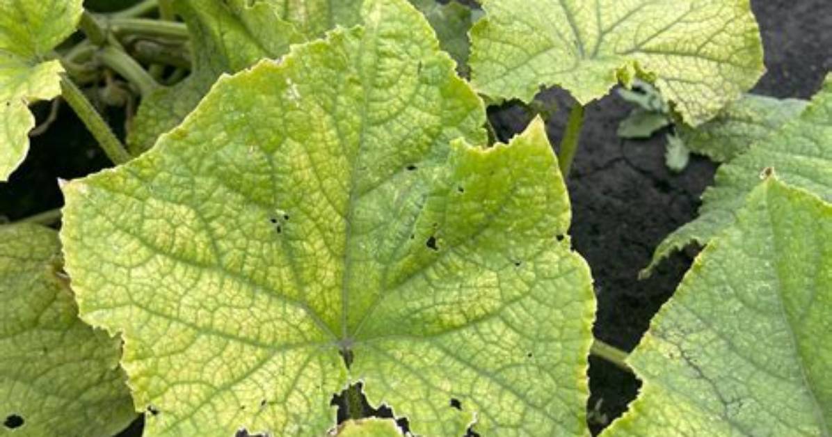 Why Do My Cucumber Leaves Turning Yellow and White?