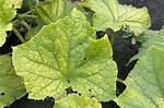 Why Do My Cucumber Leaves Turning Yellow and White?