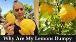 Why Do My Lemons Look Deformed?