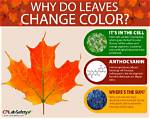 Why Do Oak Leaves Change Color?