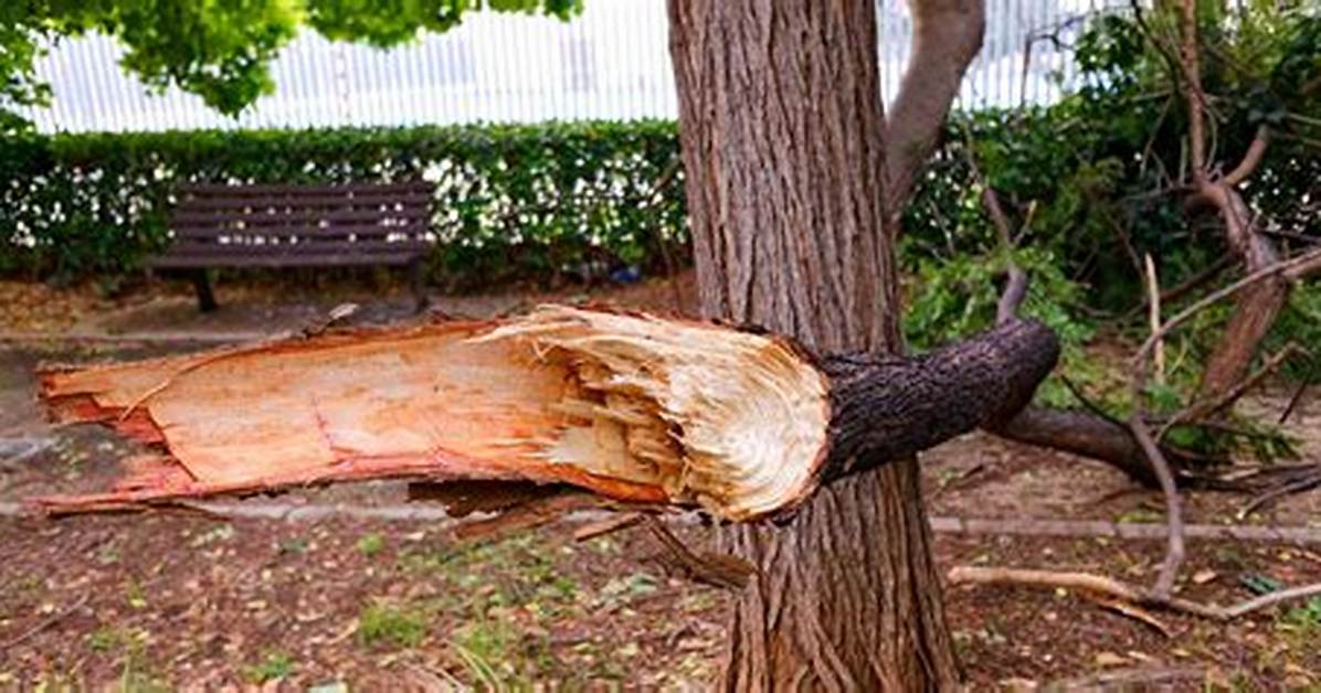 Why Do Oak Tree Branches Fall off?