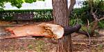 Why Do Oak Tree Branches Fall off?