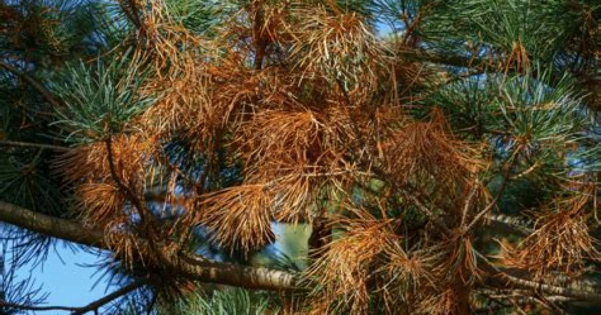 Why Do Pine Tree Branches Die?