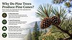 Why Do Pine Trees Bend at the Top?