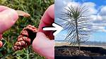 Why Do Pine Trees Grow Sideways?