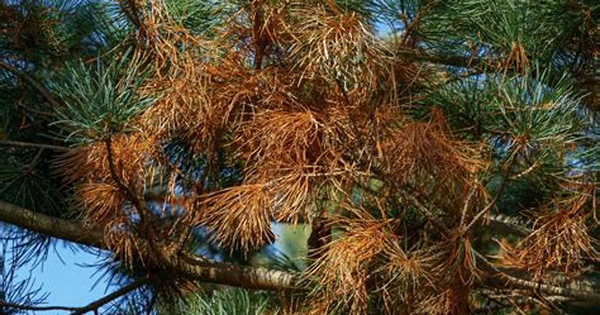 Why Do Pine Trees Have Dead Branches?