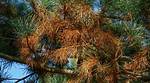 Why Do Pine Trees Have Dead Branches?