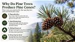 Why Do Pine Trees Topple in a Storm?