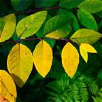 Why Do Redwoods Turn Yellow?