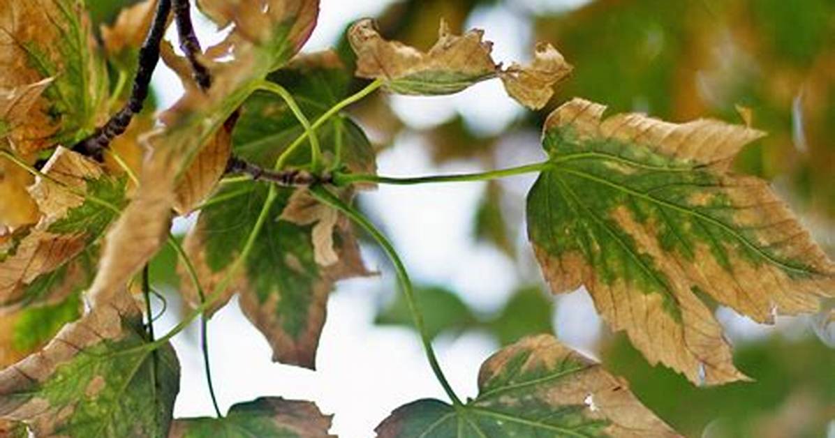 Why Do the Leaves on My Tree Turn Yellow?