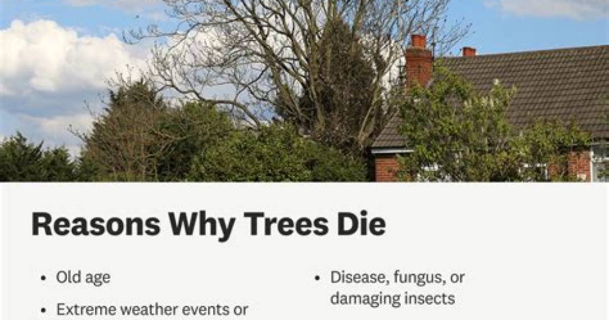 Why Do Trees Die When Transplanted?