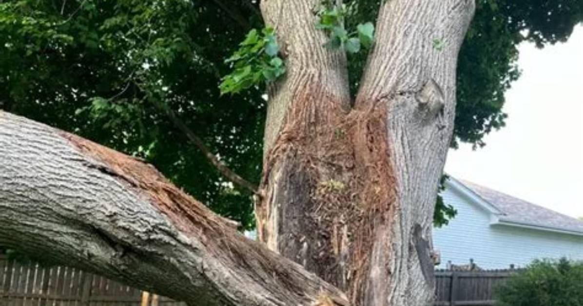 Why Do Trees Split at the Bottom?