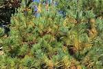 Why Do White Pine Needles Turn Yellow?