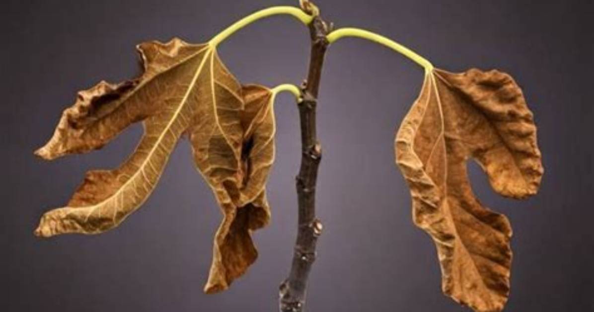 Why Does My Fig Tree Keep Dying?