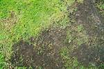 Why Does My Lawn Have Dirt Patches?