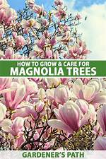 Why Does My Magnolia Have Flowers but No Leaves?