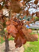 Why Does My Oak Tree Have Brown Spots on the Leaves?