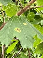 Why Does My Oak Tree Still Have Leaves?