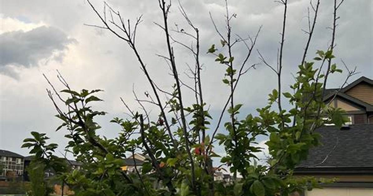 Why Does Only Half My Tree Have Leaves?