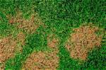Why Has My Lawn Developed Brown Patches?