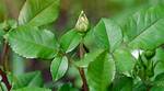 Why Has My Tree Not Bloomed Yet?