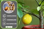 Why Is Half My Lemon Tree Dying?