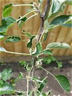 Why Is My Apple Tree Wilting?