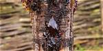 Why Is My Ash Tree Dripping Sap?