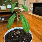 Why Is My Avocado Not Flowering?