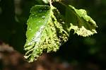 Why Is My Birch Tree Dropping Leaves in Summer?
