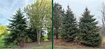 Why Is My Black Hills Spruce Turning Yellow?