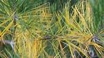 Why Is My Black Pine Yellow?