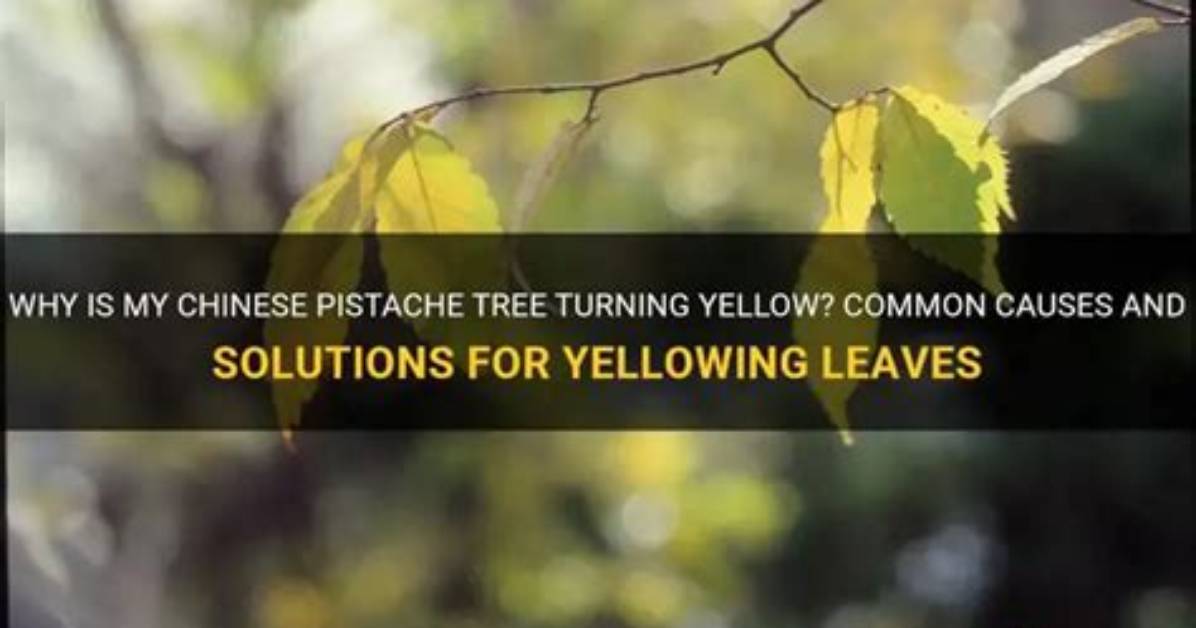 Why Is My Chinese Pistache Tree Turning Yellow?