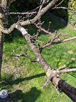Why Is My Crab Apple Tree Dying?