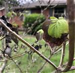 Why Is My Dogwood Dropping Leaves?