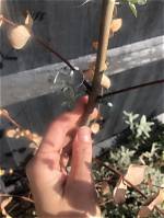 Why Is My Eucalyptus Brown?