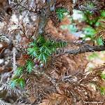 Why Is My Evergreen Turning Brown and Losing Needles?