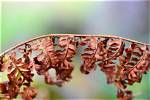 Why Is My Fern Turning Brown and Crispy?