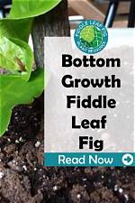 Why Is My Fiddle Leaf Fig Growing So Tall?