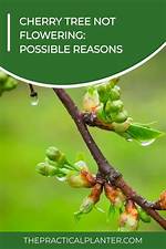 Why Is My Flowering Cherry Not Flowering?