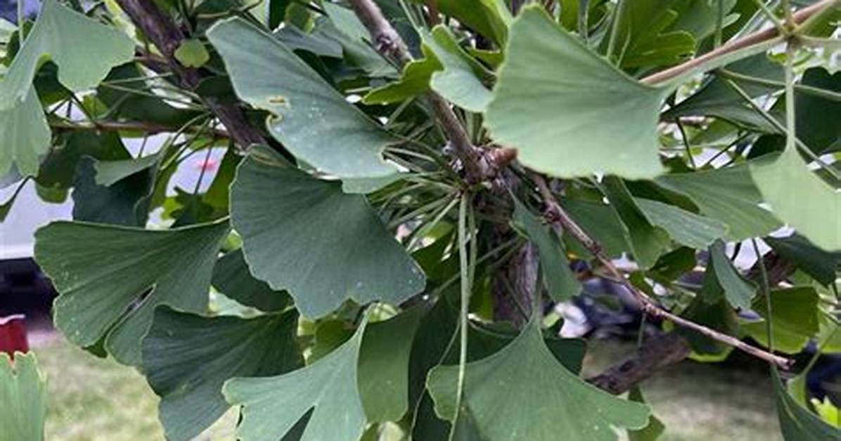 Why Is My Ginkgo Tree Losing Leaves?
