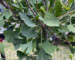 Why Is My Ginkgo Tree Losing Leaves?