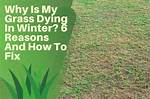 Why Is My Grass Dying Every Year?