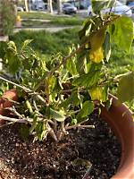 Why Is My Hibiscus Plant Wilting?
