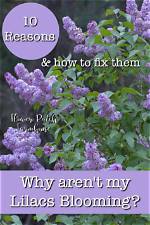 Why Is My Japanese Lilac Not Blooming?