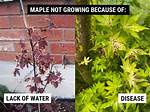 Why Is My Japanese Maple Not Blooming?