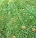 Why Is My Lawn So Spotty?