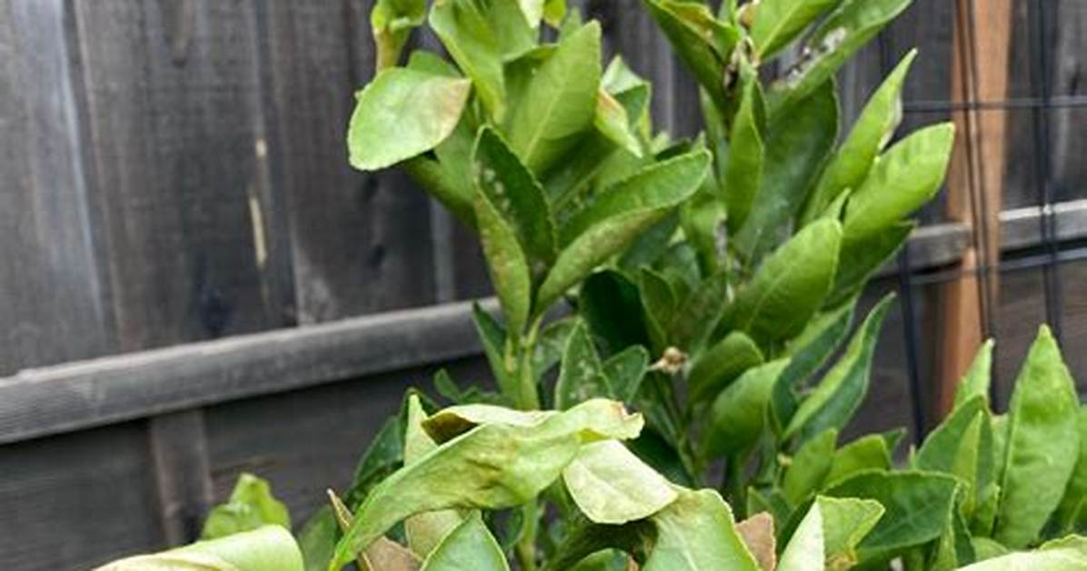 Why Is My Lime Tree Wilting?