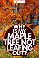 Why Is My Maple Not Leafing out?